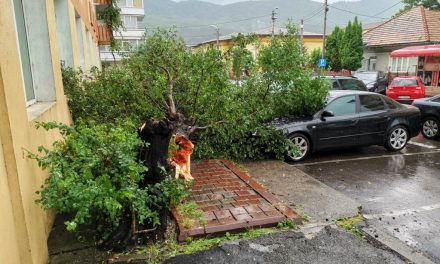 Un stâlp de curent și mai mulți copaci au fost rupți de furtuna din Piatra Neamț!