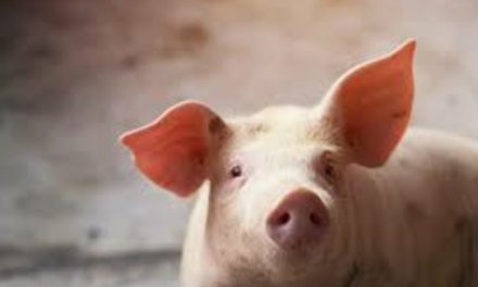 ANSVSA anunță „controale șoc” la vânzătorii de carne de porc
