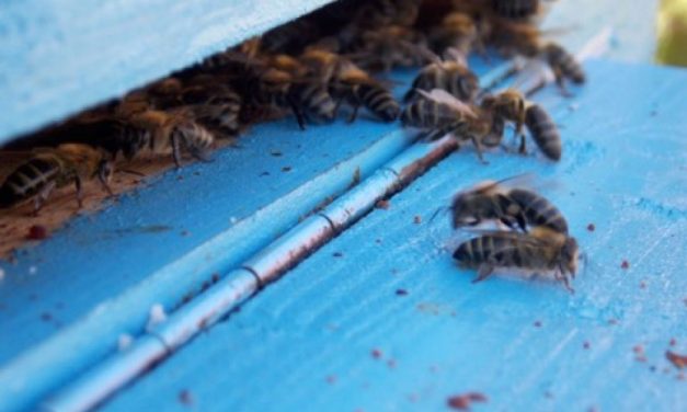 Schema de ajutor pentru sectorul apicol aprobată în Ședința de Guvern